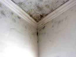 Mold Odor Removal Services in Dayton, MN