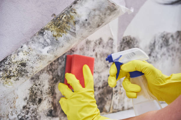 Best Comprehensive Air Testing for Mold Contaminants  in Dayton, MN